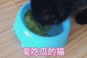 娱乐吃瓜猫咪视频大全下载,萌宠欢乐时光集锦
